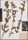 Foto von Salix cinerea L.